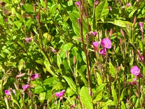 Oenothera rosea