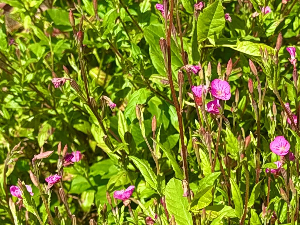 Oenothera rosea_result - Online Flower Garden Oenothera rosea