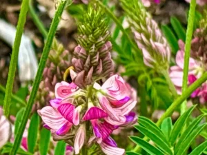 Onobrychis viciifolia