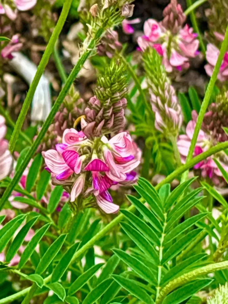 Onobrychis viciifolia_result - Online Flower Garden Onobrychis viciifolia
