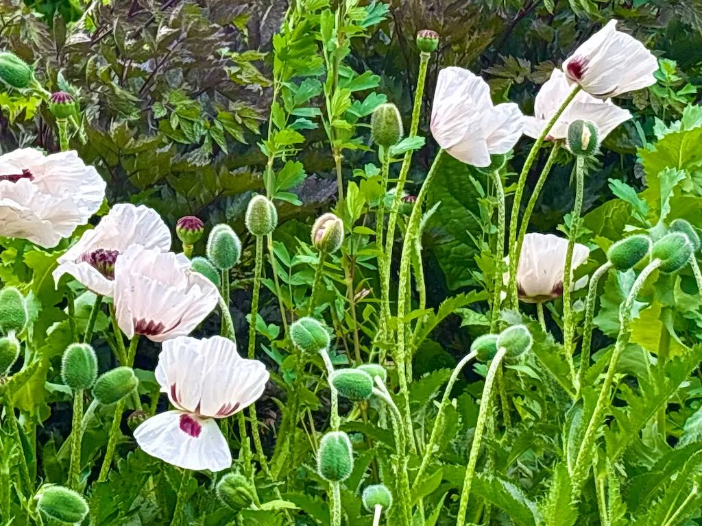 Papaver orientale Royal Wedding-1_result - Online Flower Garden Papaver orientale ‘Royal Wedding’