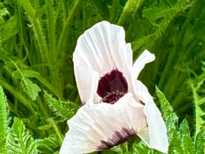 Papaver orientale ‘Royal Wedding’