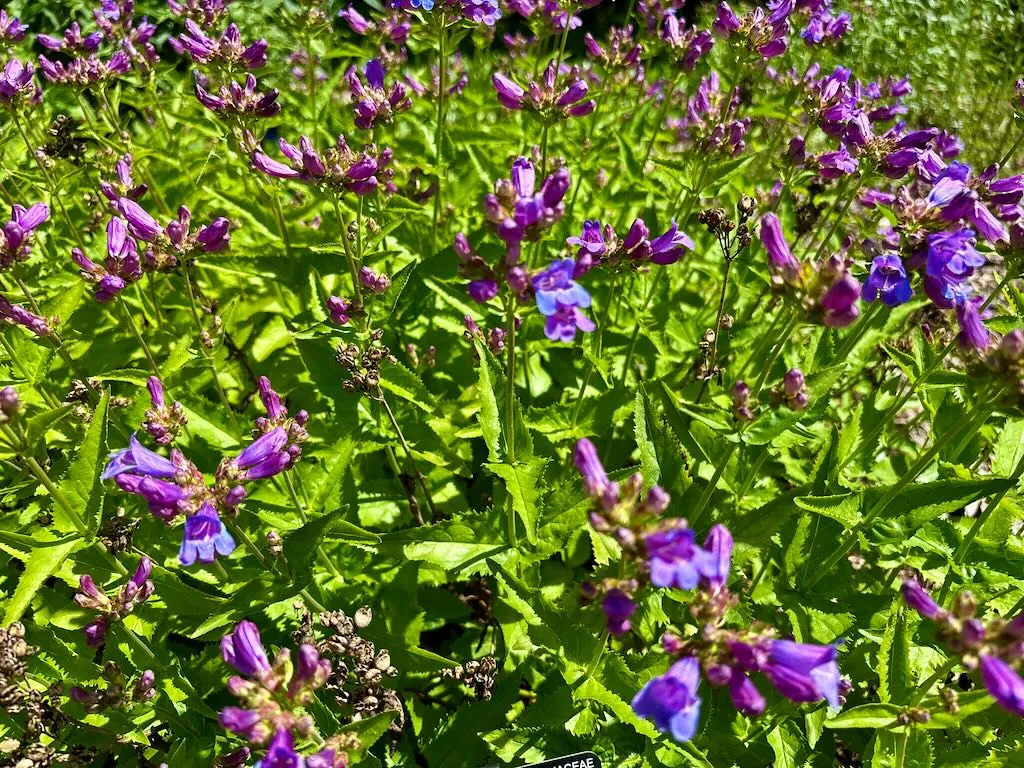 Penstemon watsonii_result - Online Flower Garden Penstemon watsonii