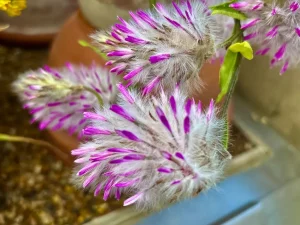 Ptilotus manglesii