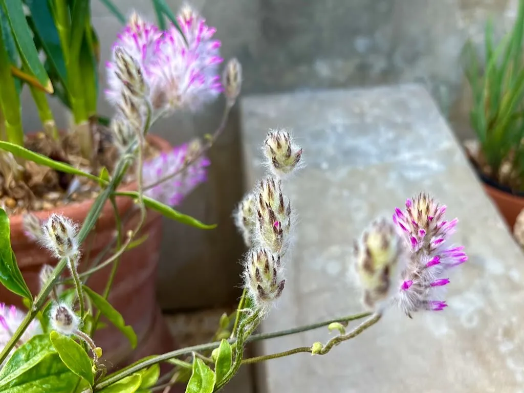 Ptilotus manglesii