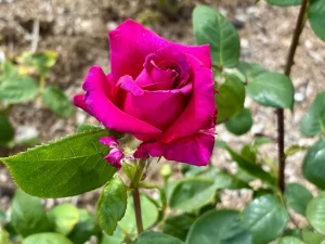 Rosa ‘Big Purple’