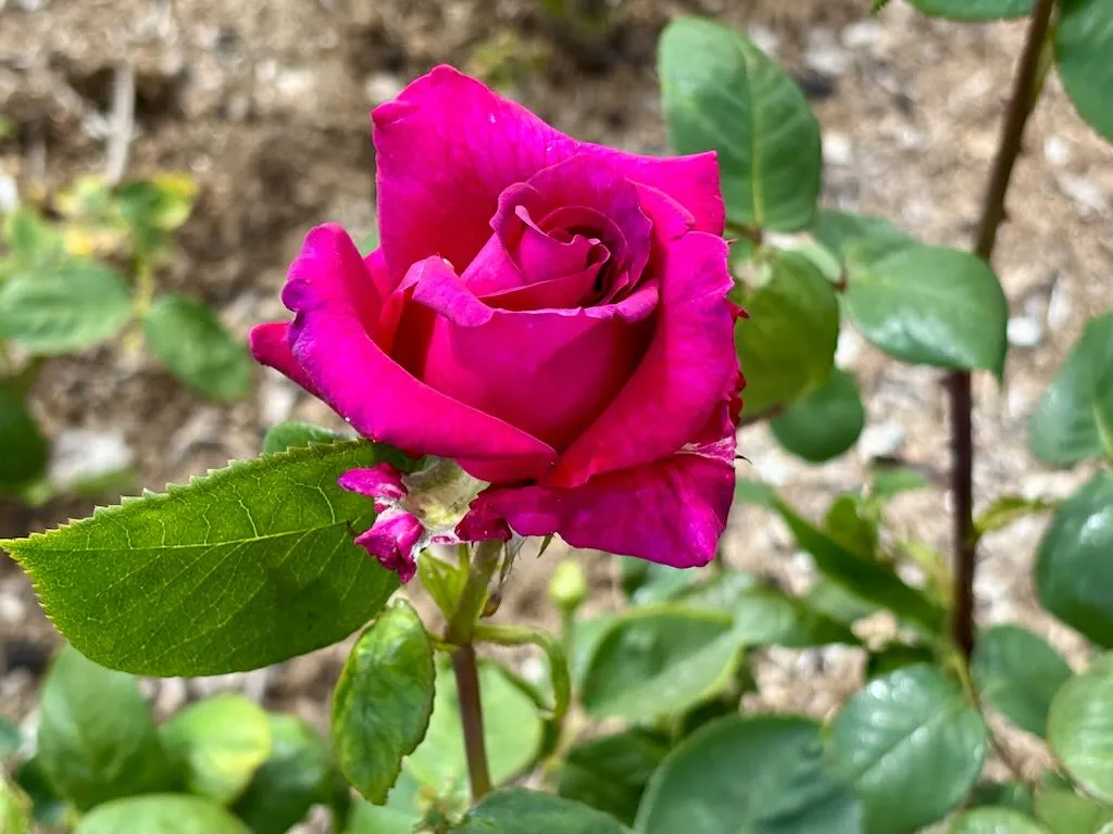Rosa ‘Big Purple’