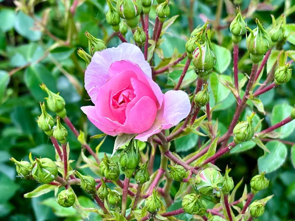 Rosa ‘Bonica 82’
