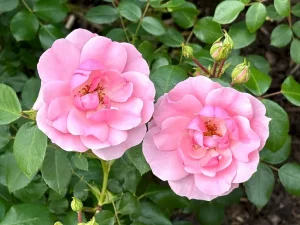 Rosa ‘Bonica 82’