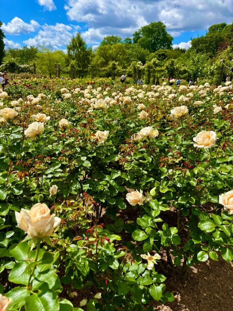 Rosa Champagne Celebration-1_result - Online Flower Garden Rosa'Champagne Celebration'