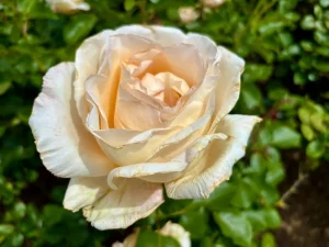 Rosa 'Champagne Celebration'