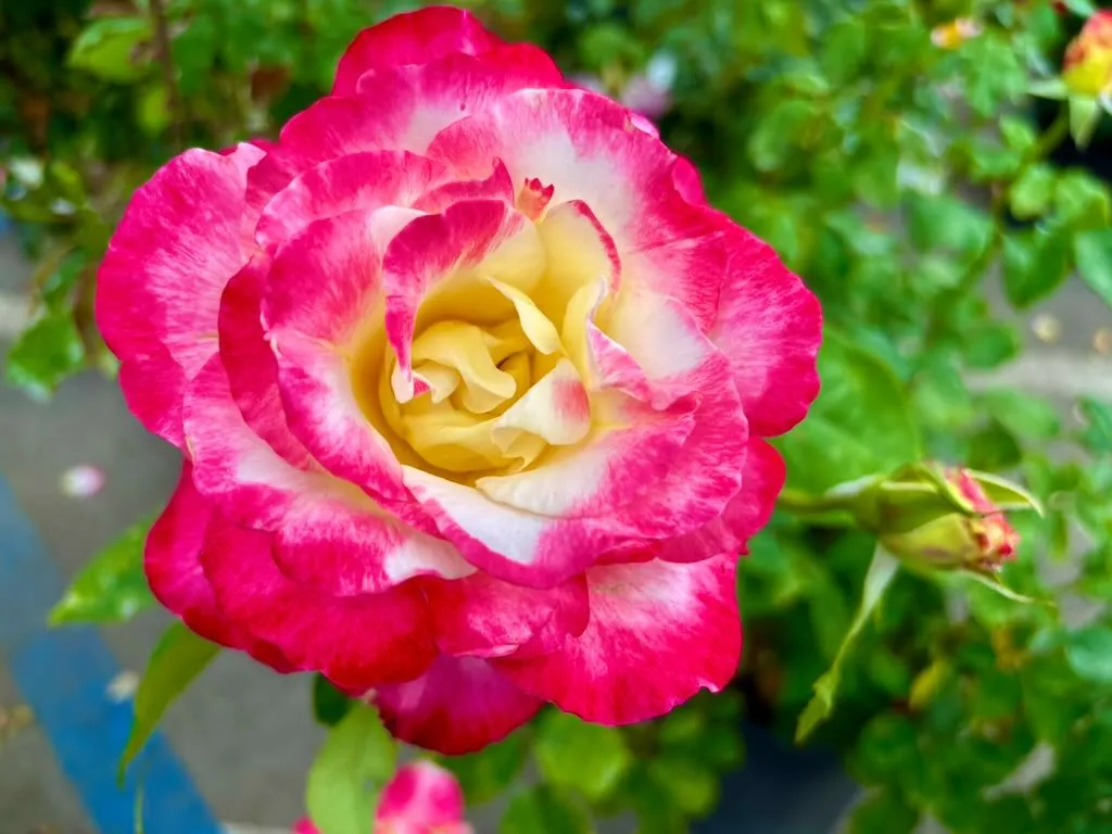 Rosa Double Delight-1_result - Online Flower Garden Rosa ‘Double Delight®’