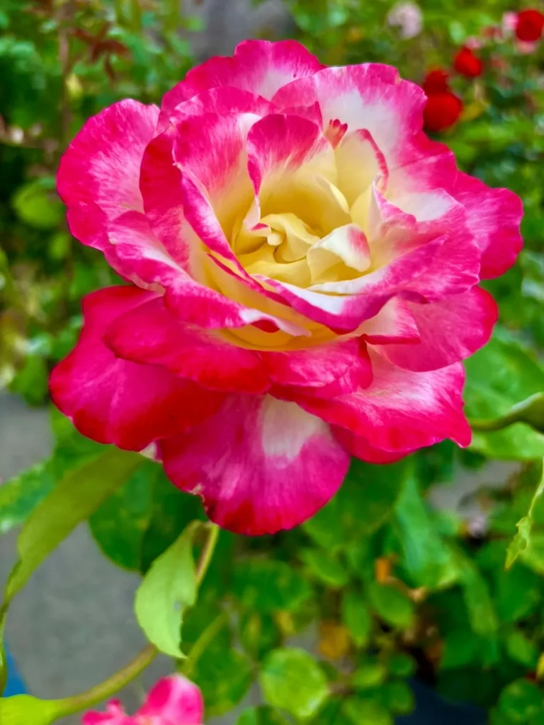 Rosa Double Delight_result - Online Flower Garden Rosa ‘Double Delight®’