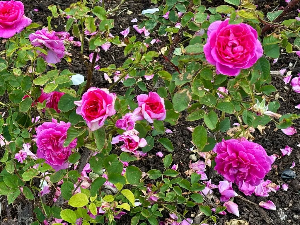 Rosa Englands Rose-1_result - Online Flower Garden Rosa ‘England’s Rose’