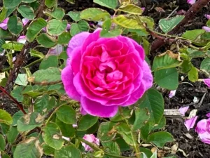 Rosa ‘England’s Rose’