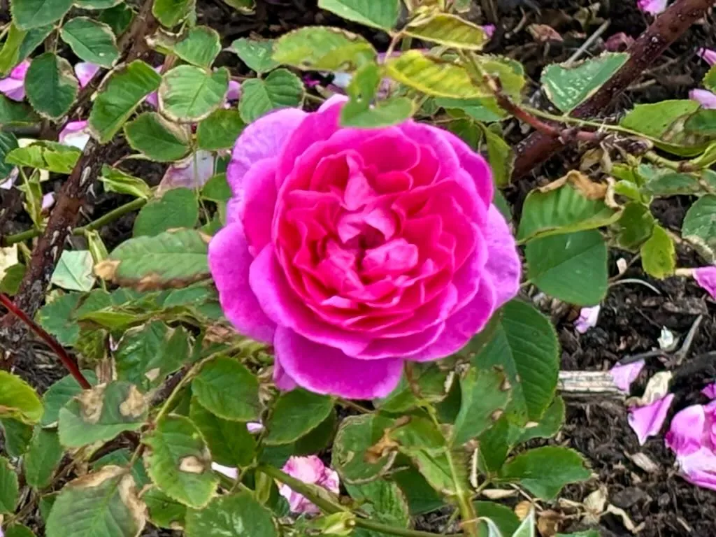 Rosa Englands Rose_result - Online Flower Garden Rosa ‘England’s Rose’