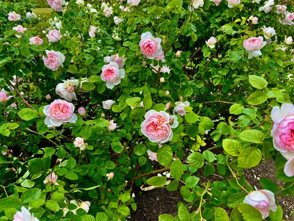Rosa Gentle Hermione-1_result - Online Flower Garden Rosa ‘Gentle Hermione’