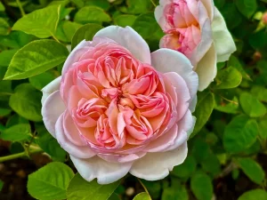Rosa ‘Gentle Hermione’