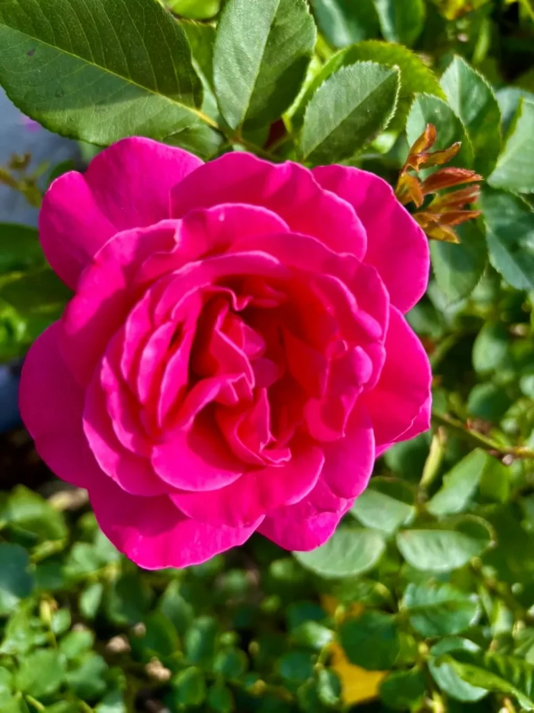 Rosa ‘Pink Peace’