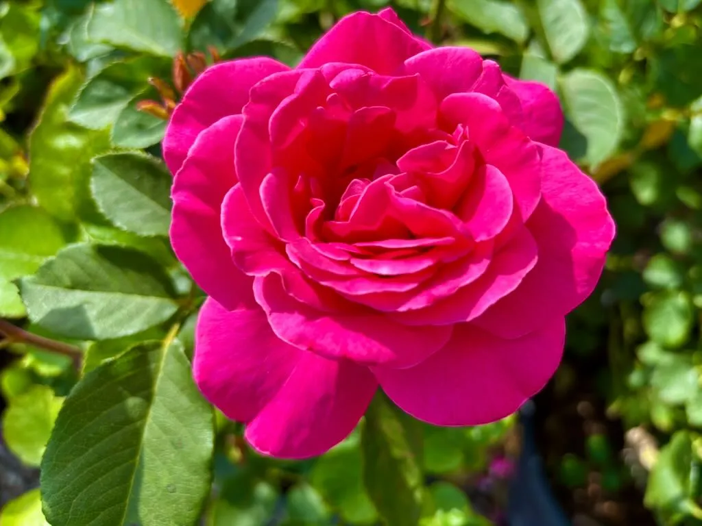 Rosa ‘Pink Peace’