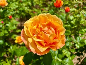 Rosa ‘Pride of Cheshire’