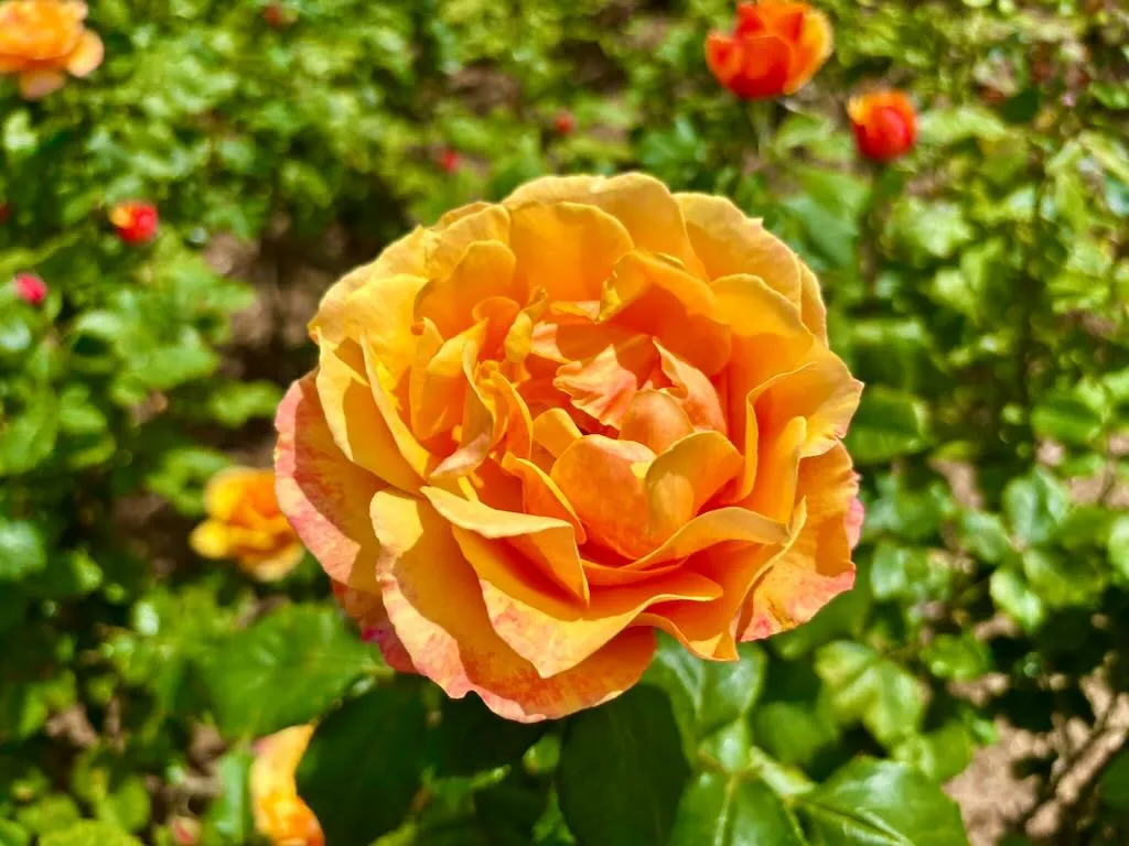 Rosa Pride of Cheshire_result - Online Flower Garden Rosa ‘Pride of Cheshire’