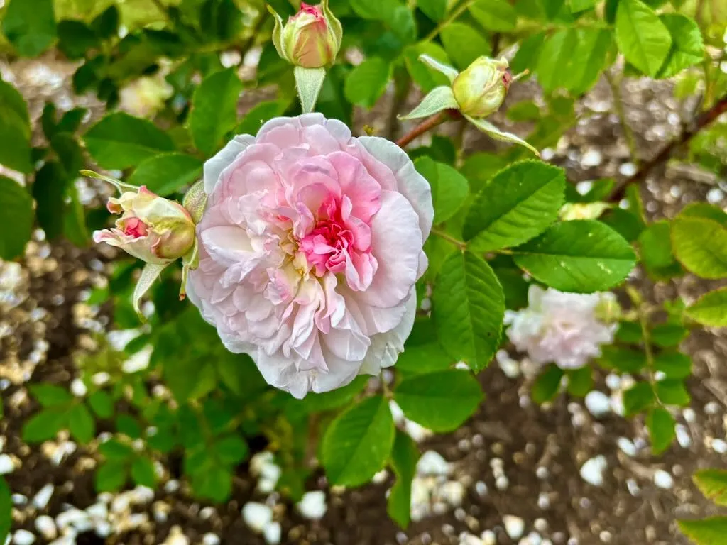 Rosa Rosemoor-1_result - Online Flower Garden Rosa ‘Rosemoor’