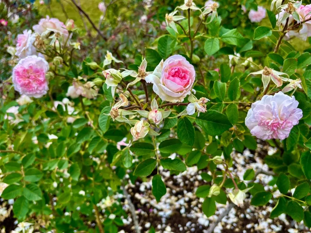 Rosa Rosemoor_result - Online Flower Garden Rosa ‘Rosemoor’
