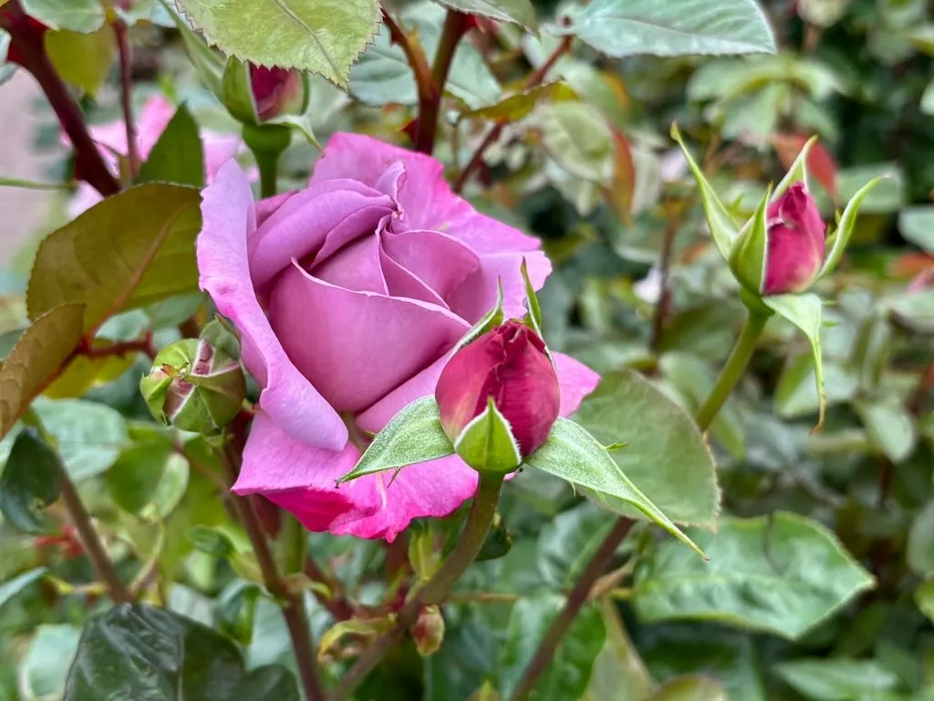 Rosa Silver Shadow_result - Online Flower Garden Rosa ‘Silver Shadow®’