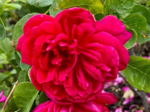 Rosa ‘Sophy’s Rose’