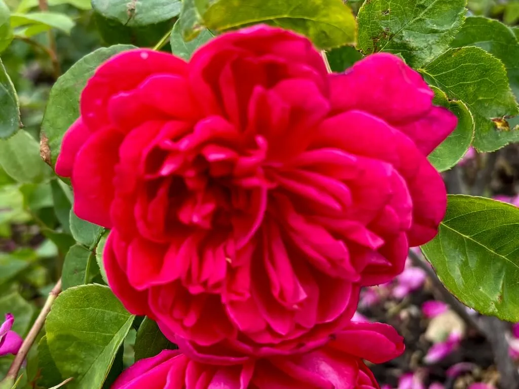Rosa Sophys Rose-1_result - Online Flower Garden Rosa ‘Sophy’s Rose’