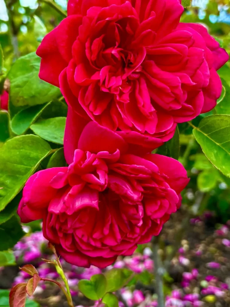 Rosa Sophys Rose_result - Online Flower Garden Rosa ‘Sophy’s Rose’