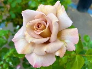 Rosa ‘Stephen Rulo’