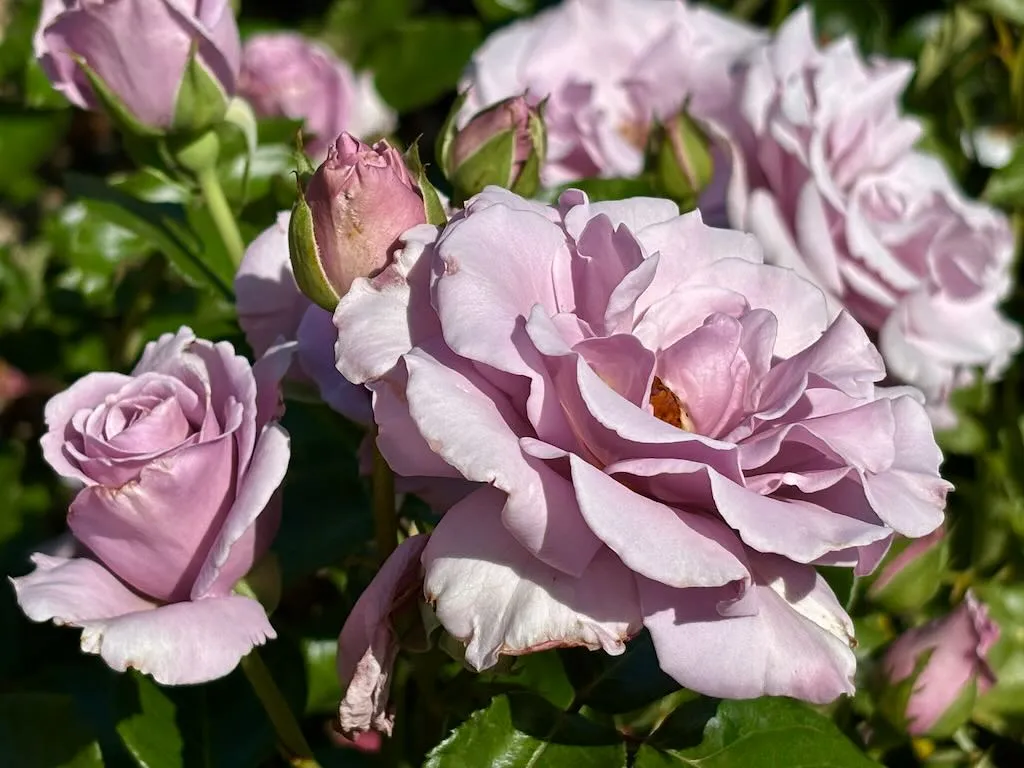 Rosa Sterling Silver-1_result - Online Flower Garden Rosa ‘Sterling Silver’