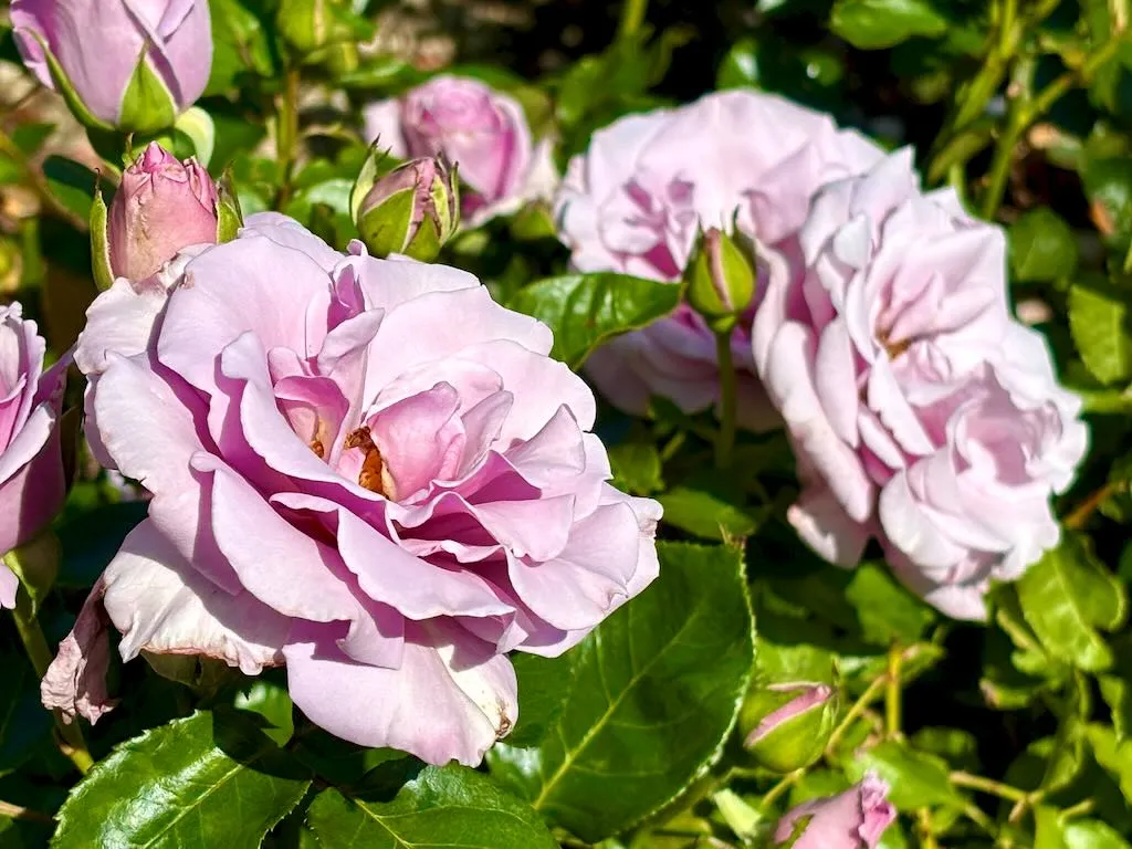 Rosa Sterling Silver_result - Online Flower Garden Rosa ‘Sterling Silver’