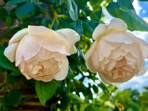 Rosa ‘Wollerton Old Hall’