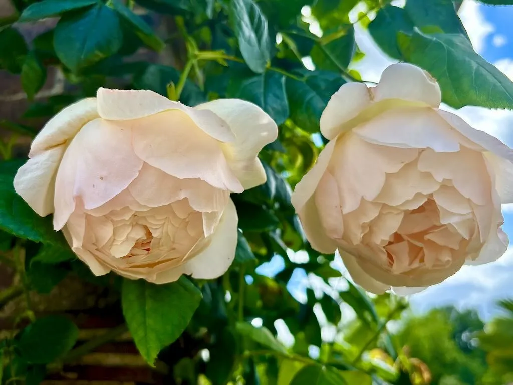 Rosa Wollerton Old Hall_result - Online Flower Garden Rosa ‘Wollerton Old Hall’