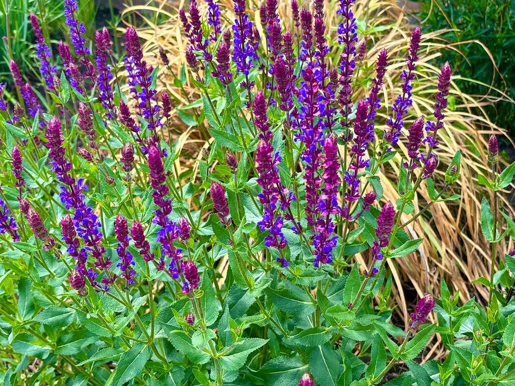 Salvia nemorosa Caradonna_result - Online Flower Garden Salvia nemorosa'Caradonna'