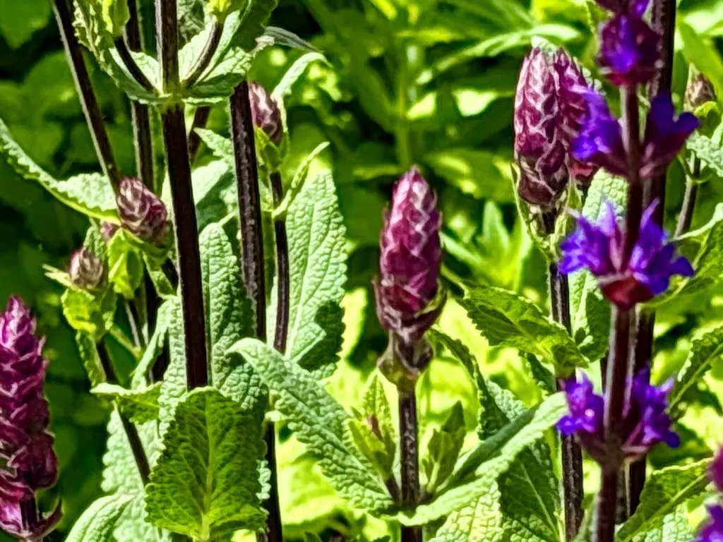 Salvia staminea