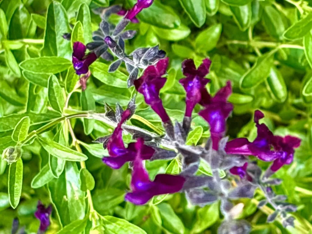 Salvia x jamensis 'Violette De Loire®'