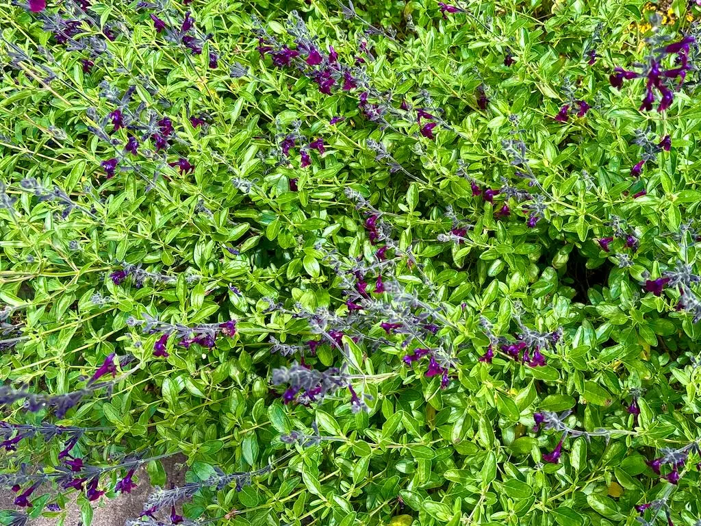 Salvia x jamensis'Violette De Loire®'