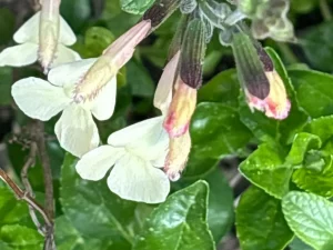Salvia ‘Lemon Pie’