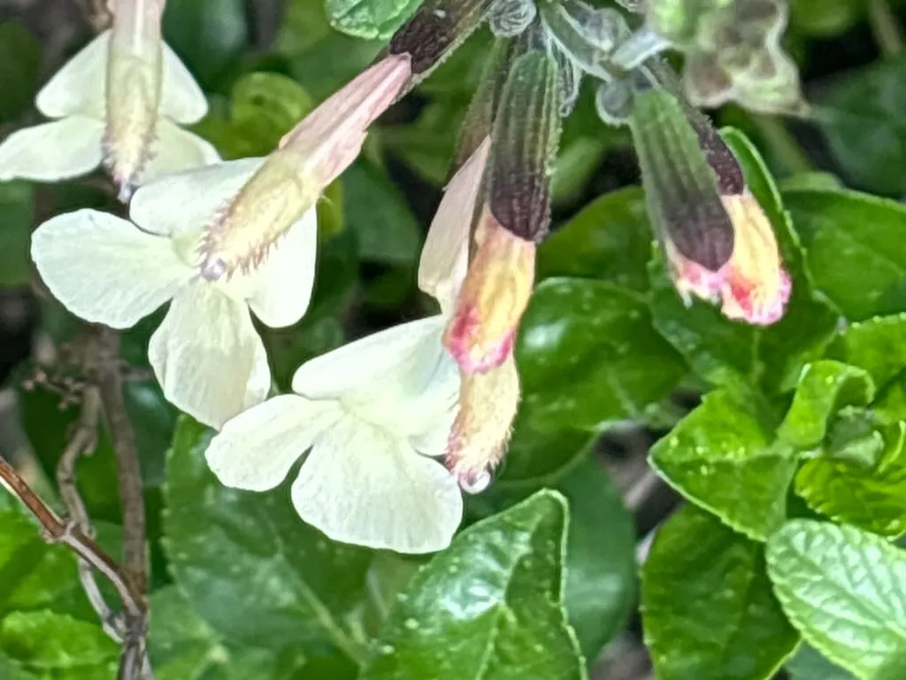 Salvia ‘Lemon Pie’_result - Online Flower Garden Salvia ‘Lemon Pie’