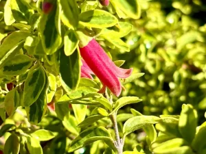 Adenanthos sericeus