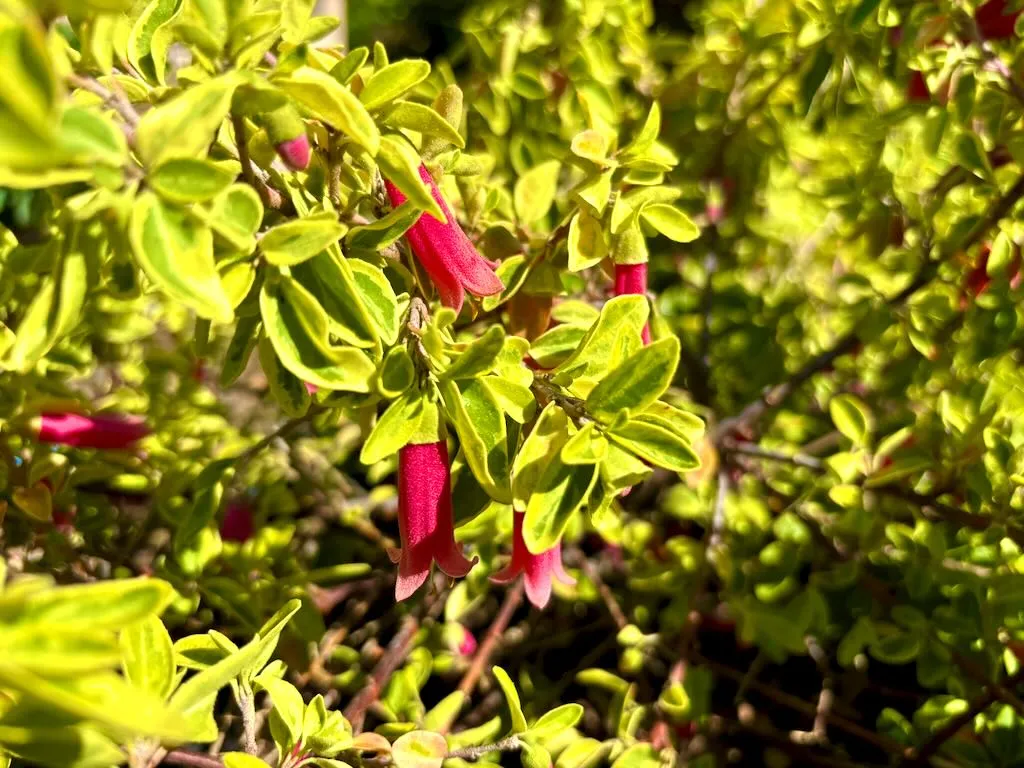 Adenanthos sericeus_result - Online Flower Garden Adenanthos sericeus