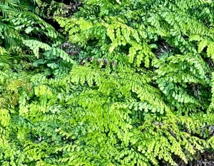 Adiantum venustum