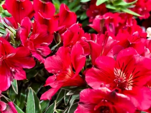 Alstroemeria ‘Colorita® Kate®’