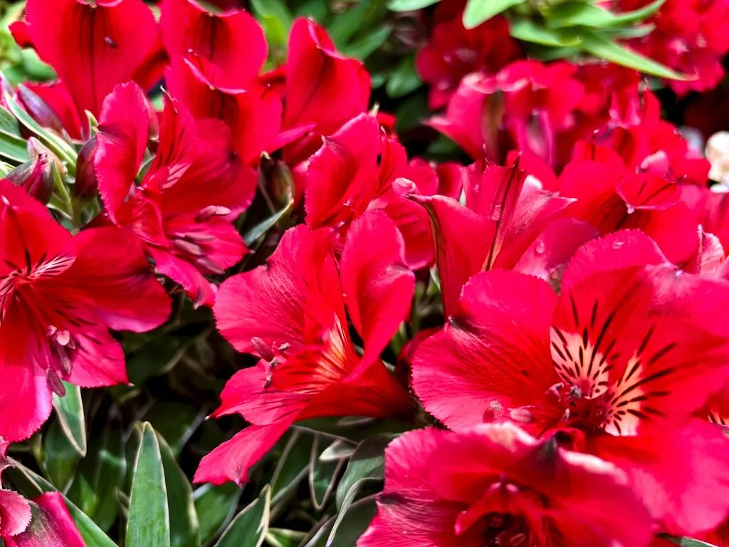Alstroemeria ‘Colorita® Kate®’