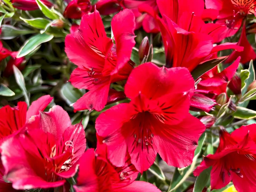 Alstroemeria ‘Colorita® Kate®’