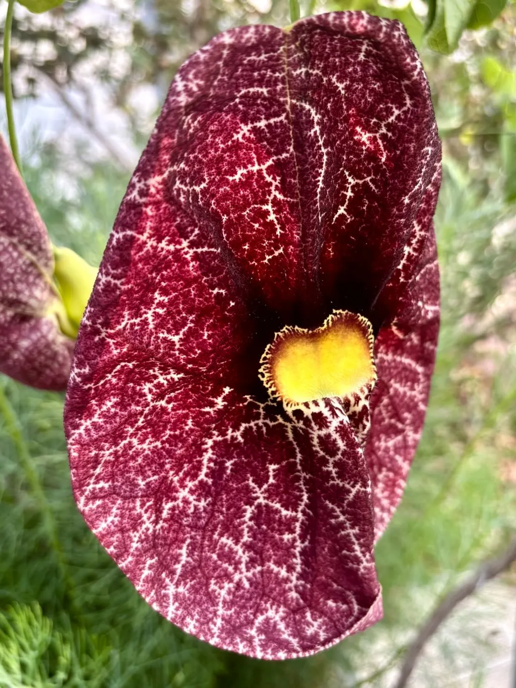 Aristolochia littoralis-1_result - Online Flower Garden Aristolochia littoralis